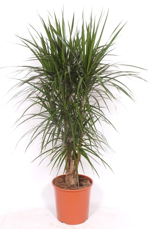Dracaena marginata 160cm 30cm Pot