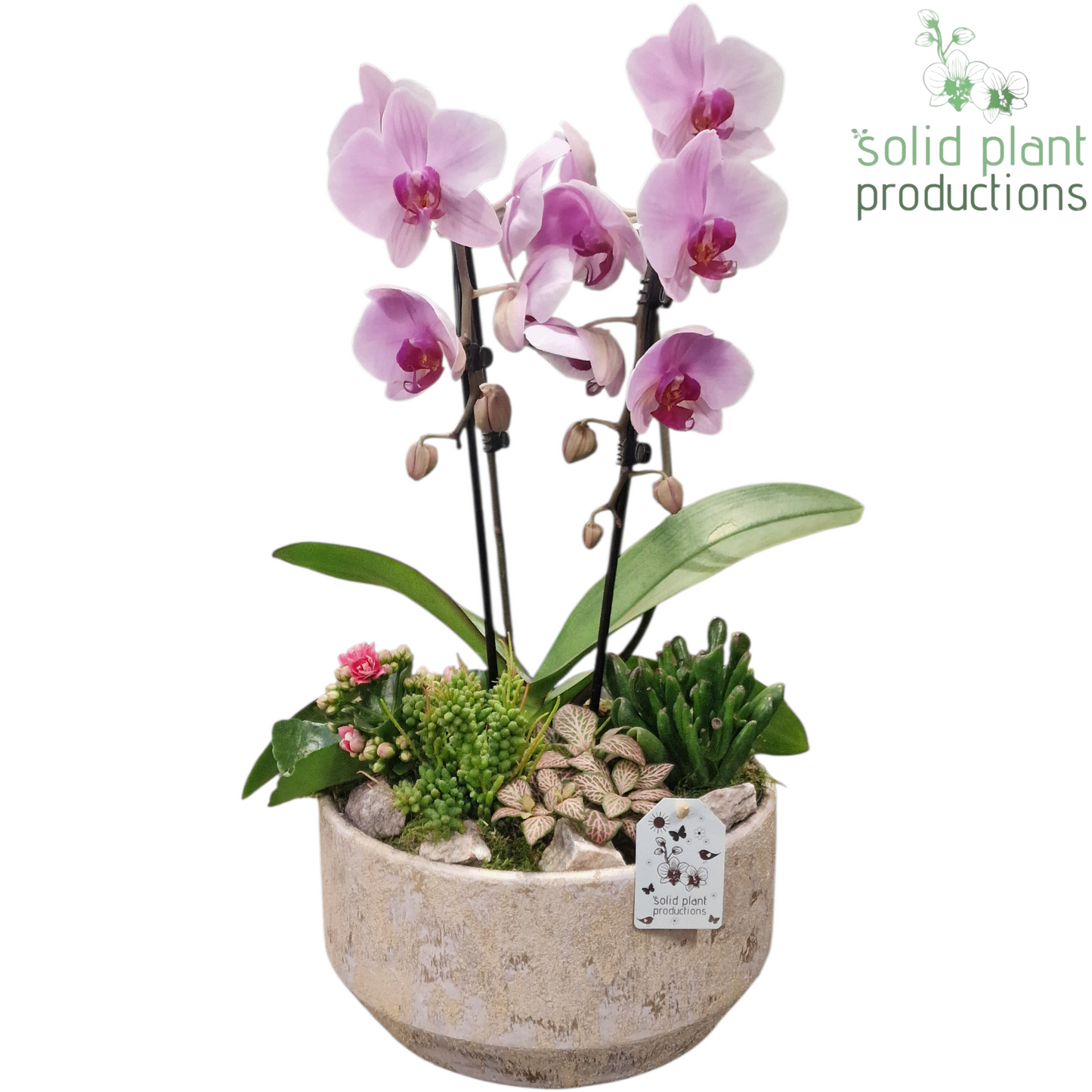 PH240 Maria Gold Bowl Pink Phalaenopsis 50cm 28cm Pot