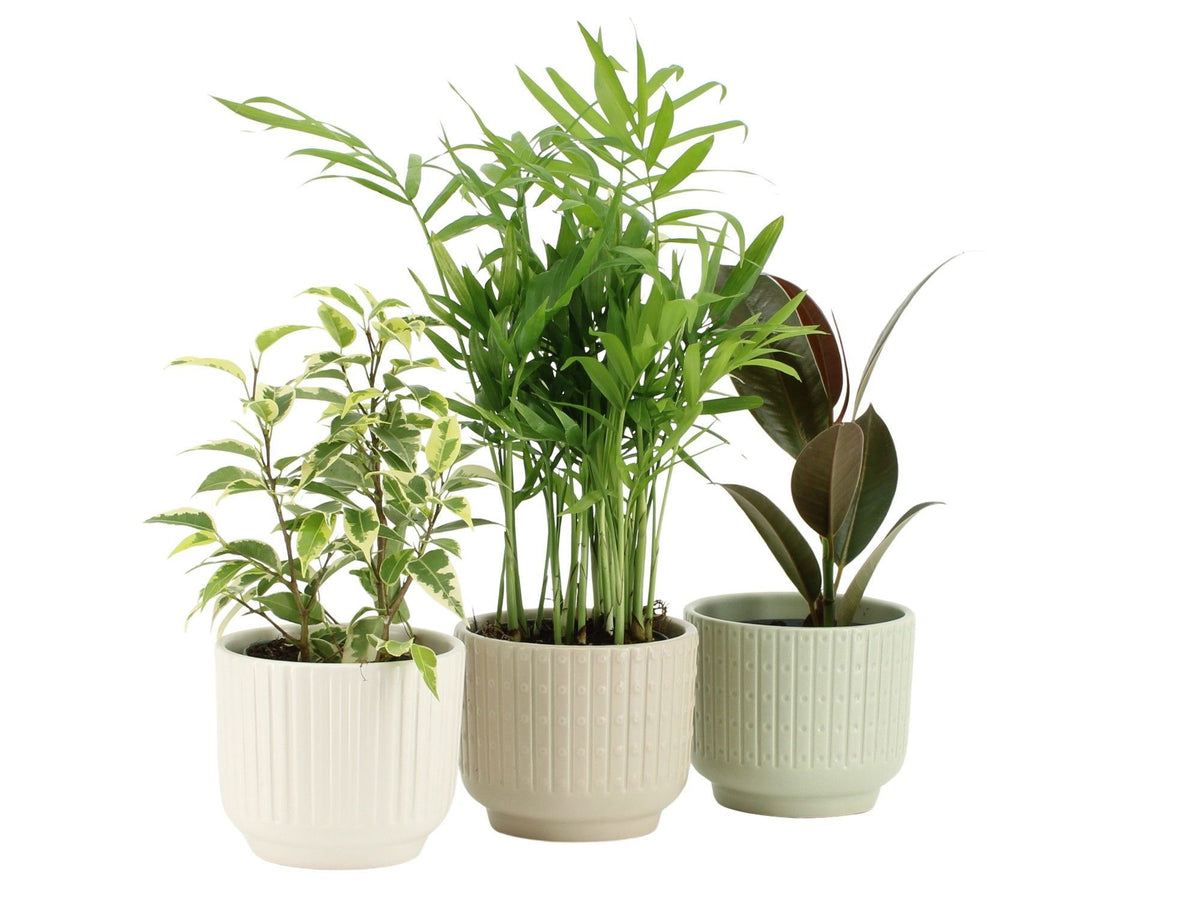 Foliage houseplants mix 20cm 8.5cm Pot