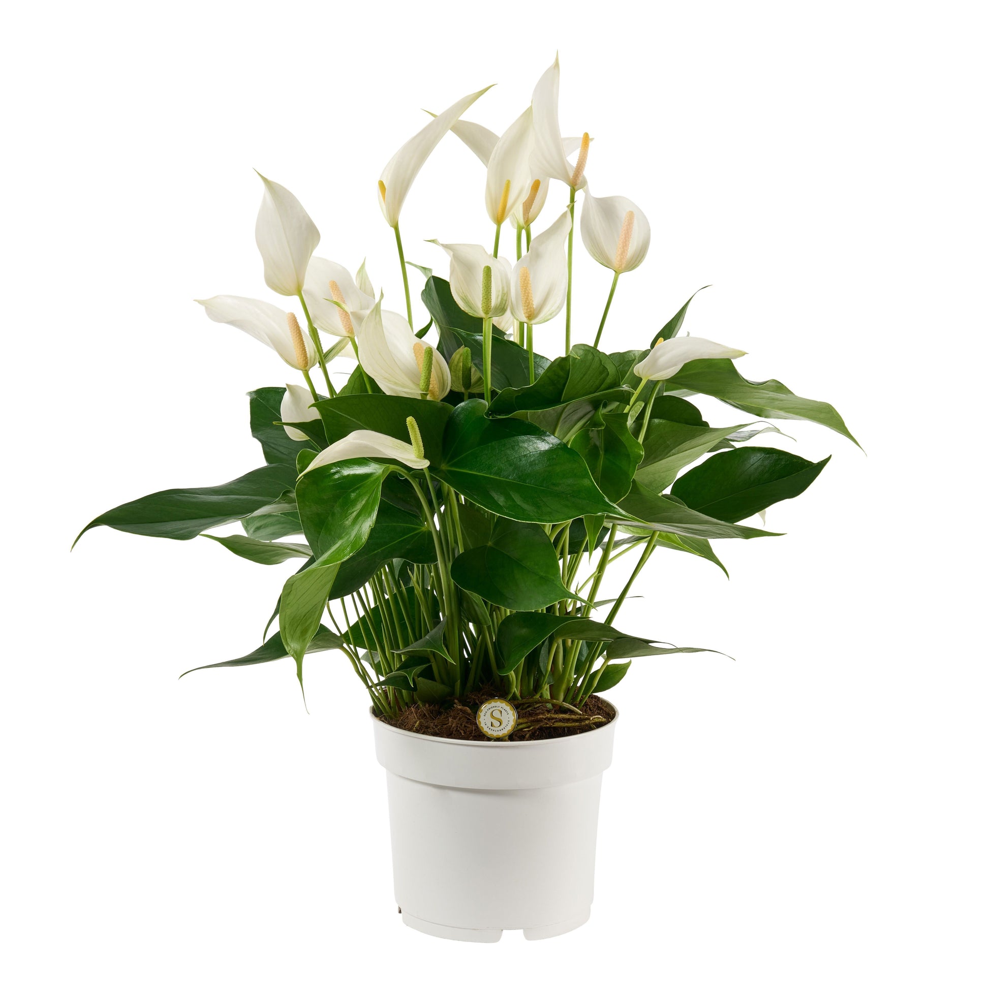 Anthurium Banderola Cava 55cm 17cm Pot