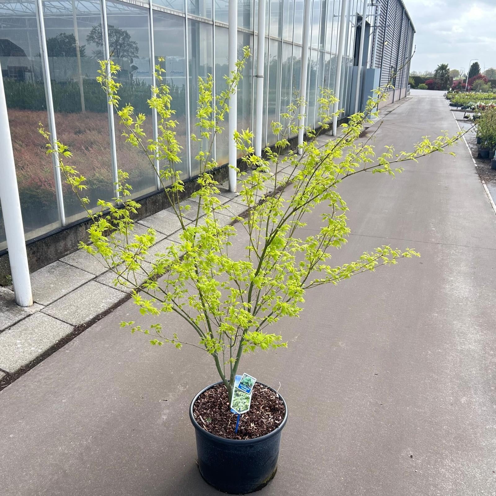 Acer Aoyagi 125cm 40cm Pot