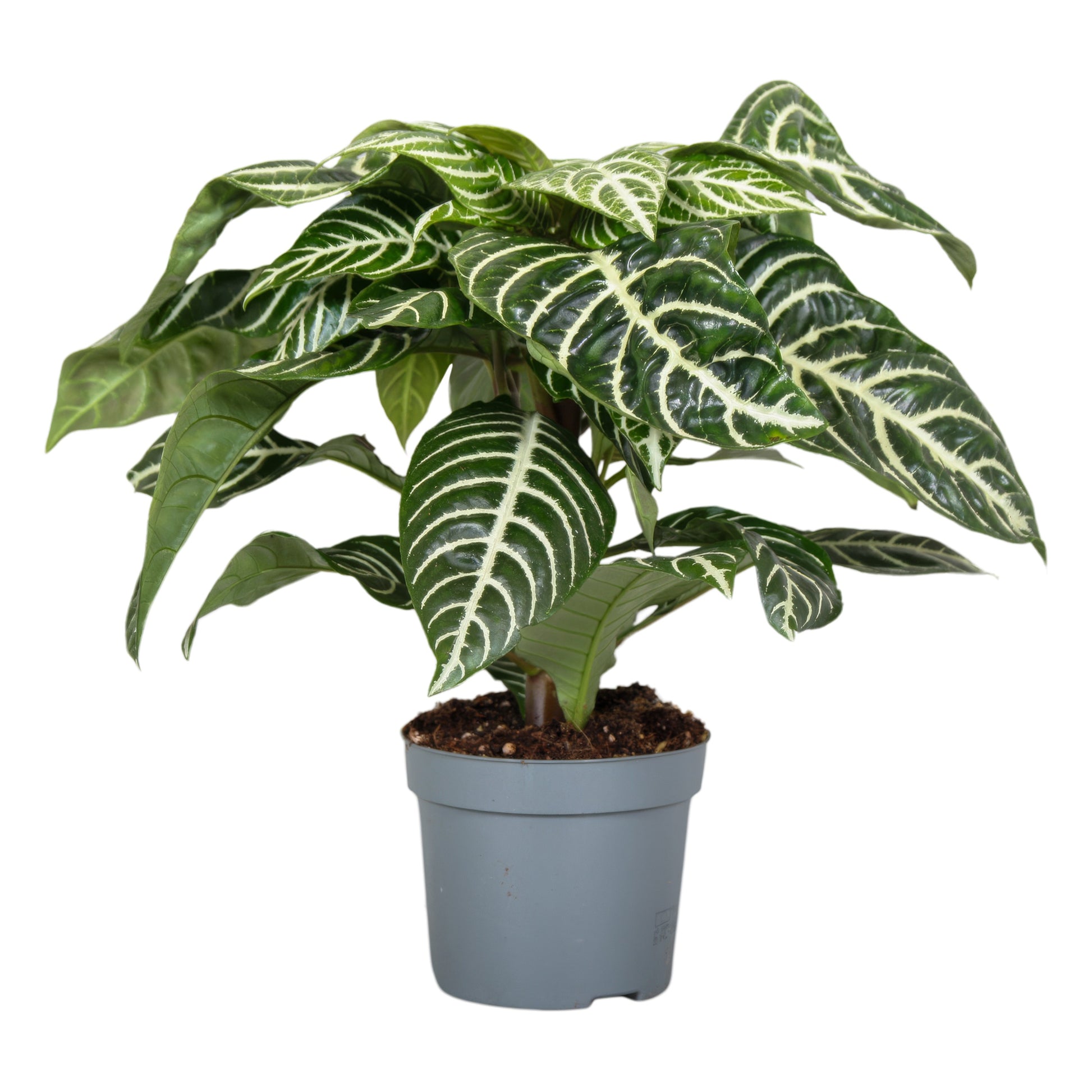 Aphelandra squarrosa 25cm 13cm Pot