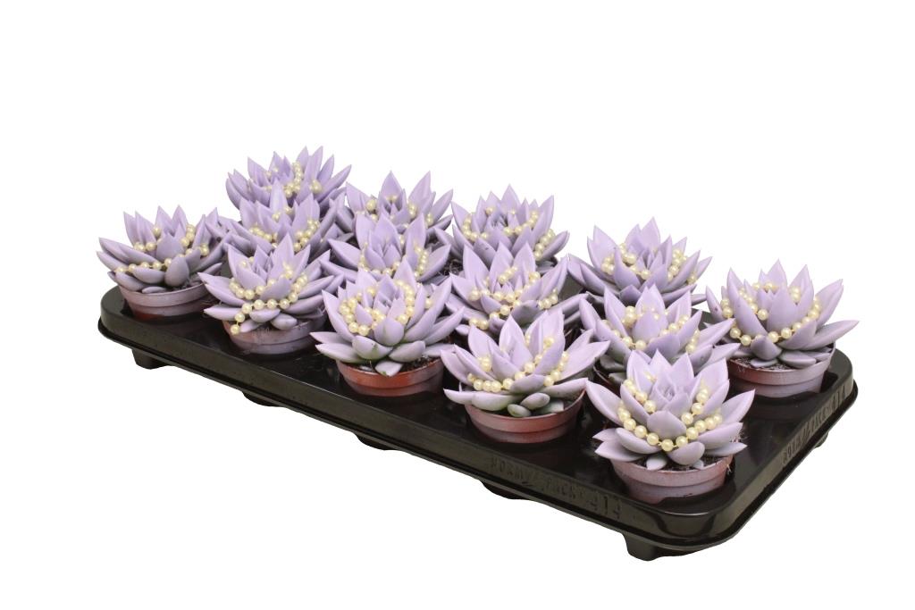 Echeveria colored Pastel purple 11cm 8.5cm Pot