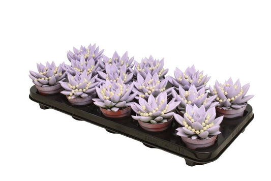 Echeveria colored Pastel purple 11cm 8.5cm Pot