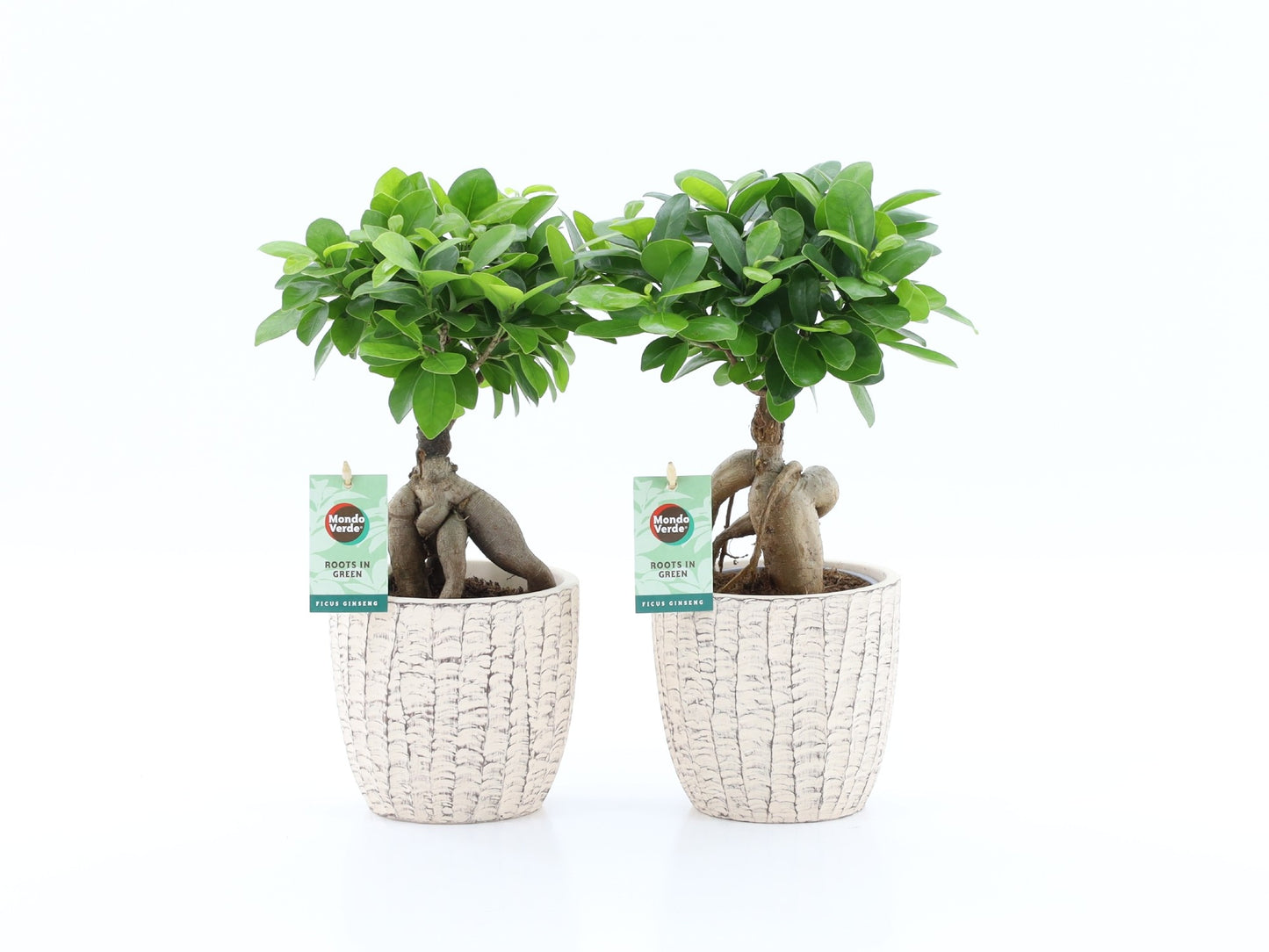 Ficus Ginseng 35cm 13cm Pot