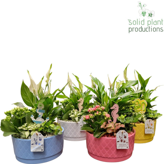 SP003 Loes Summer Mix 40cm 18cm Pot