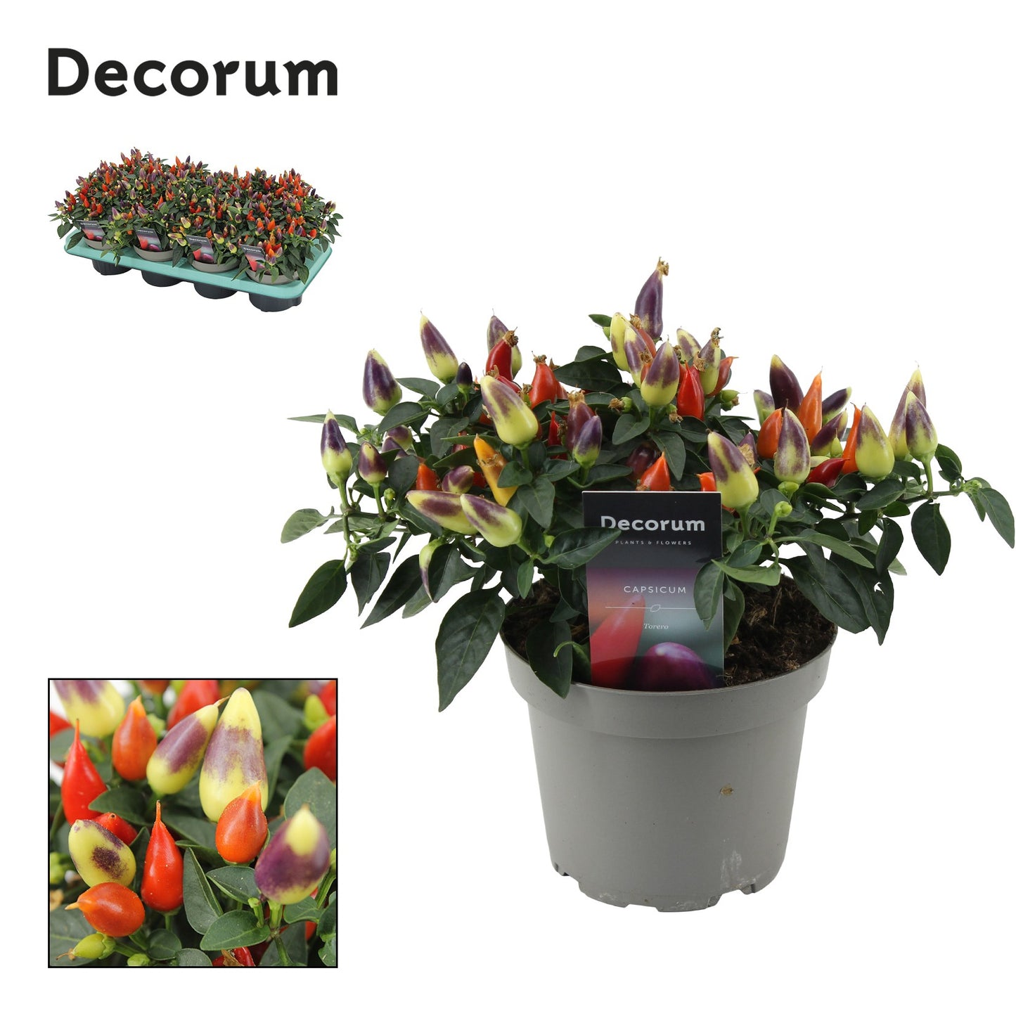 Capsicum ann. Torero Multicolour Red 23cm 13cm Pot