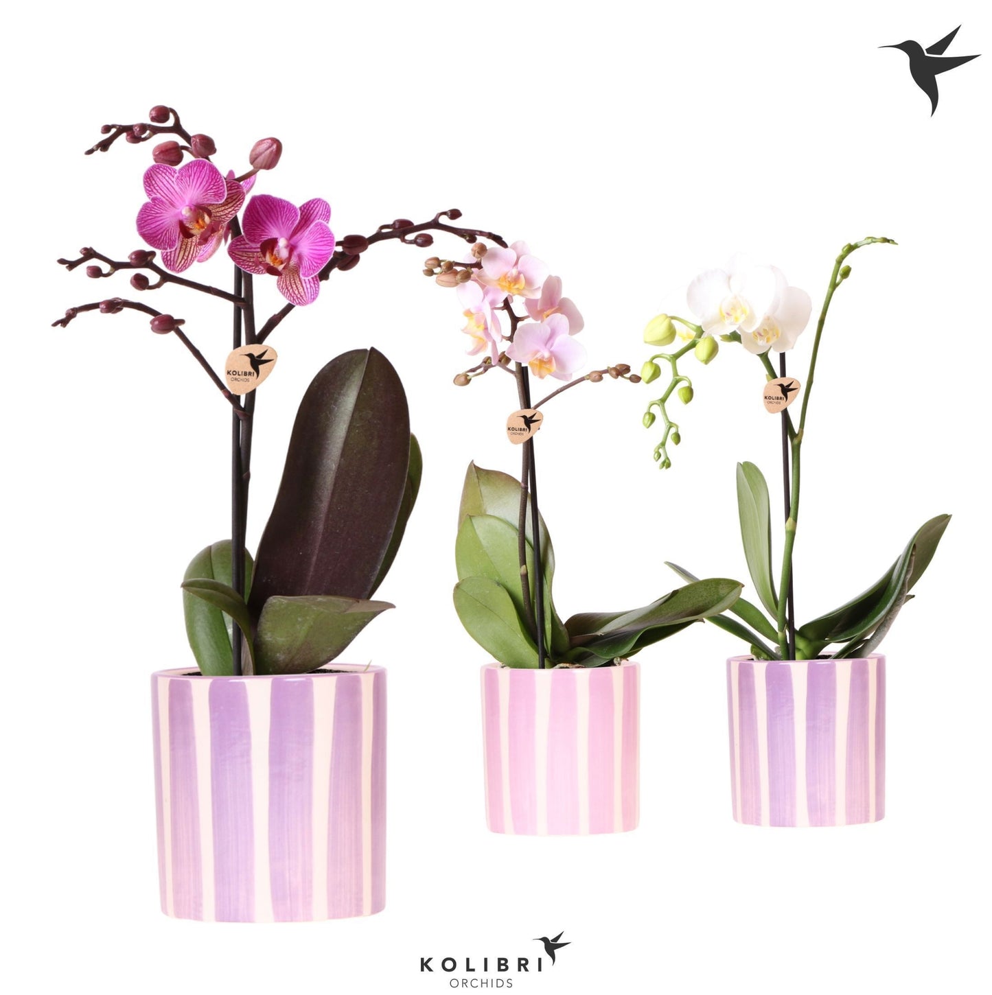 Kolibri Orchids Phalaenopsis mix 1 spike in Painted Stripe pink 40cm 9cm Pot