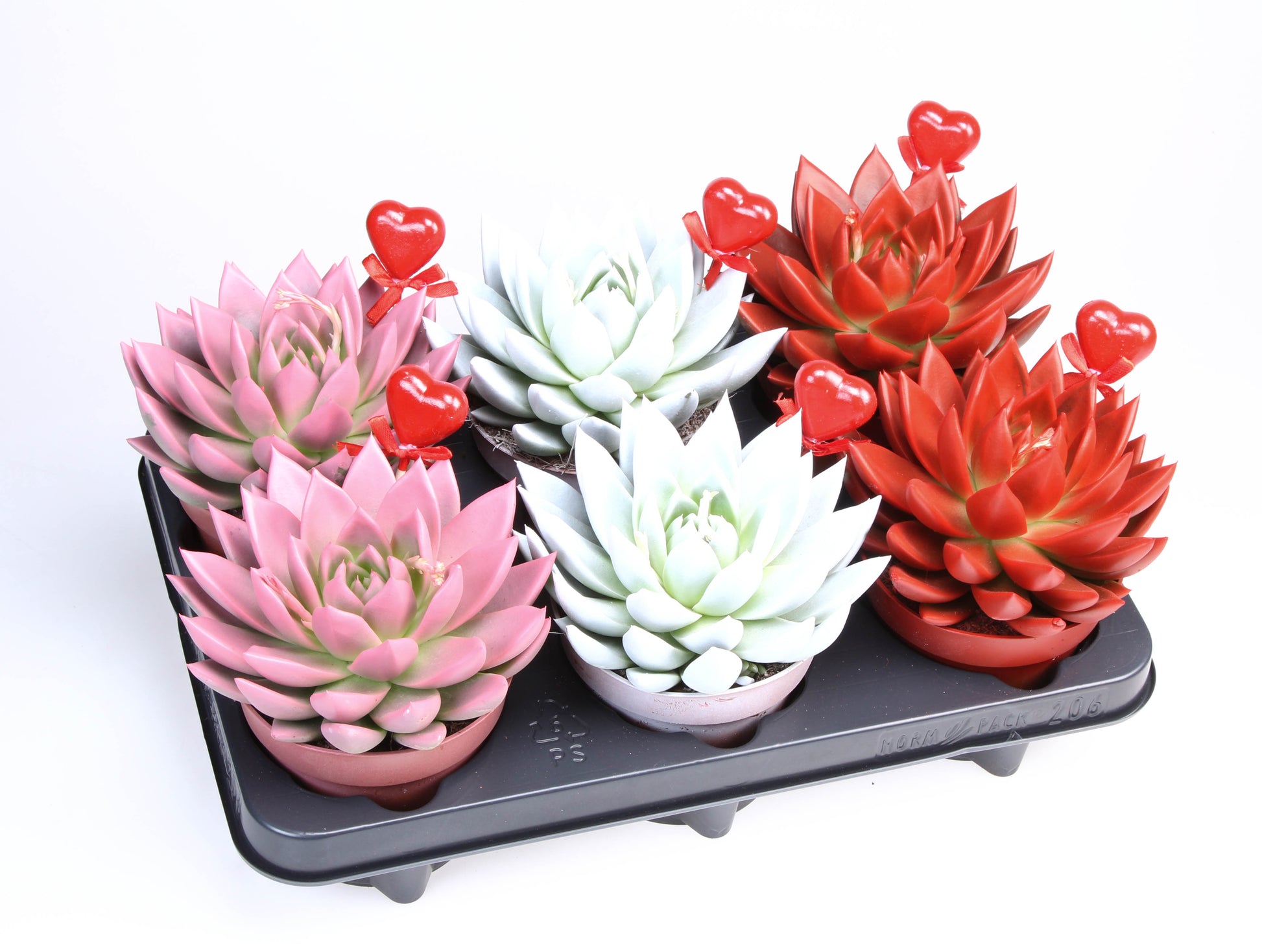 Euro Cactus Holland Bv Miranda rainbow + hartje Pack of 6