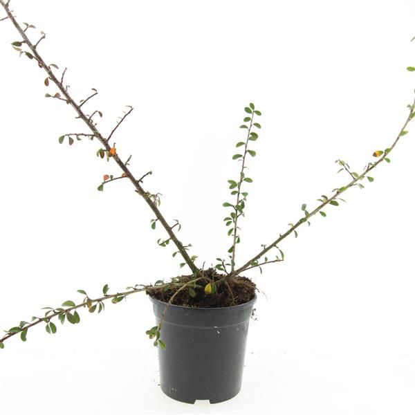 Cotoneaster sue. Skogholm 10cm 14cm Pot