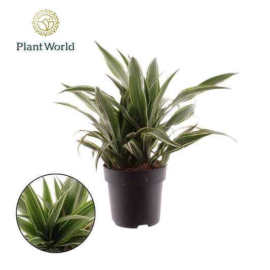 Dracaena fragrans Warneckei 45cm 19cm Pot