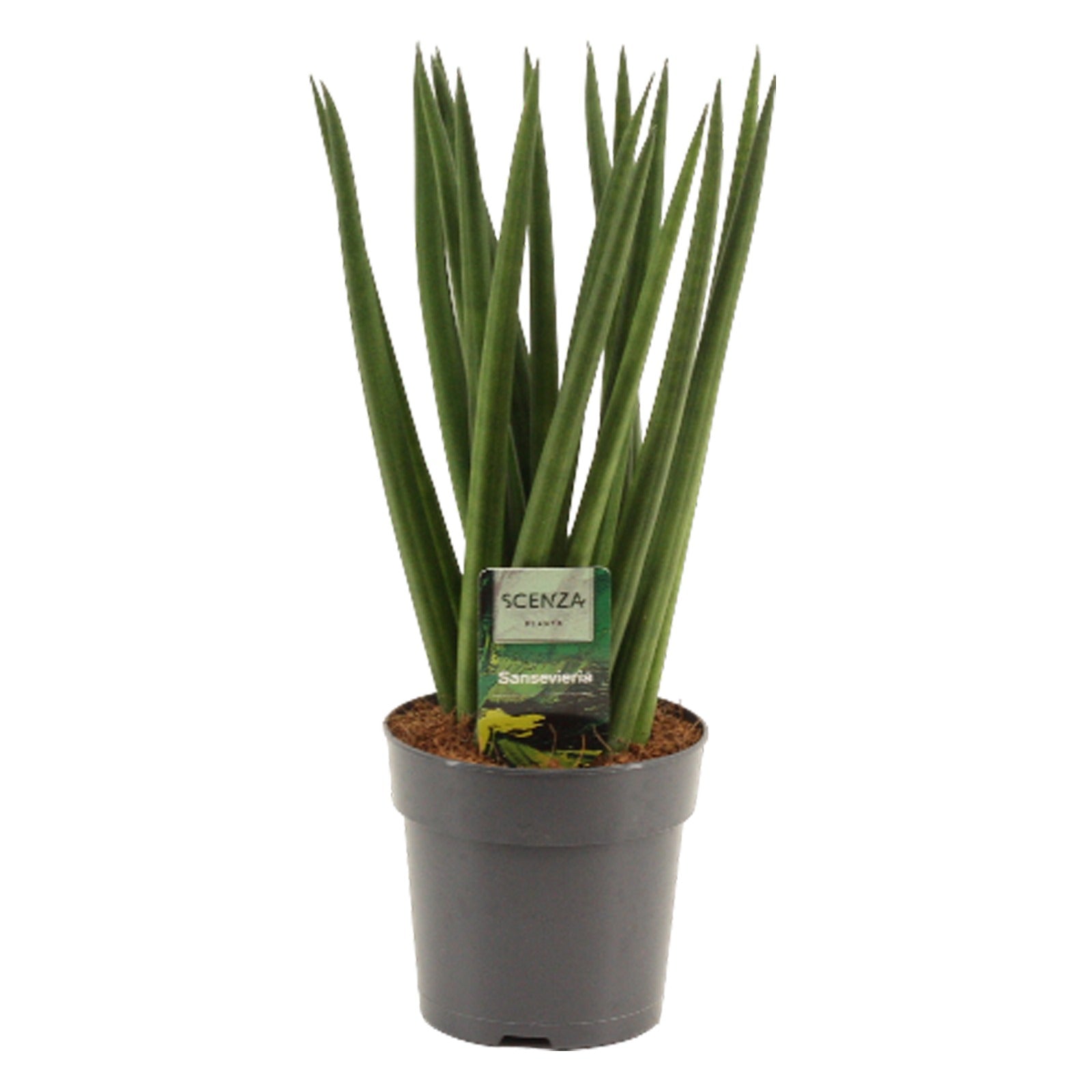 Sansevieria cylindrica 35cm 12cm Pot