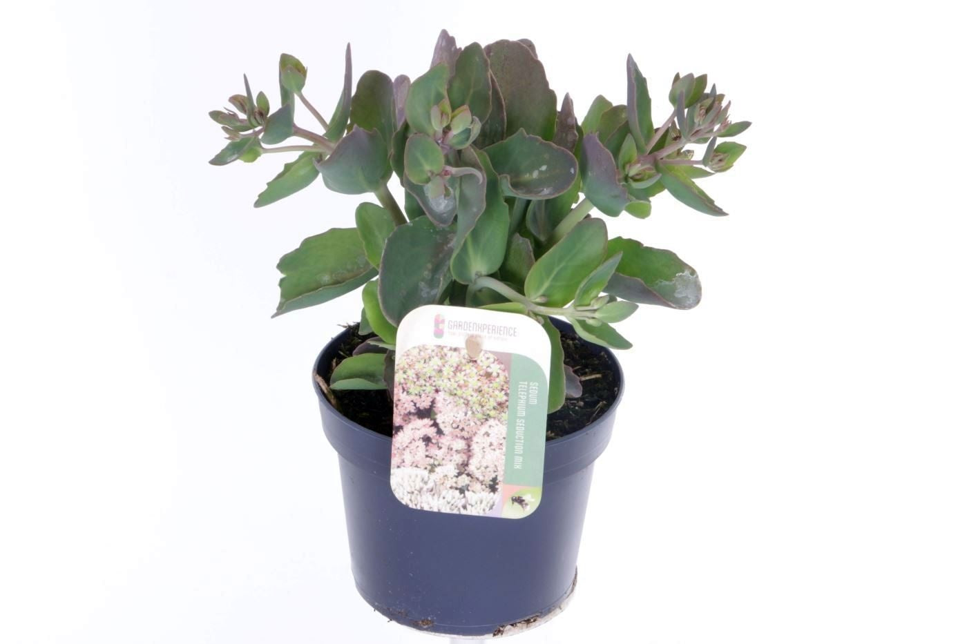Sedum Pink Seduction 25cm 13cm Pot
