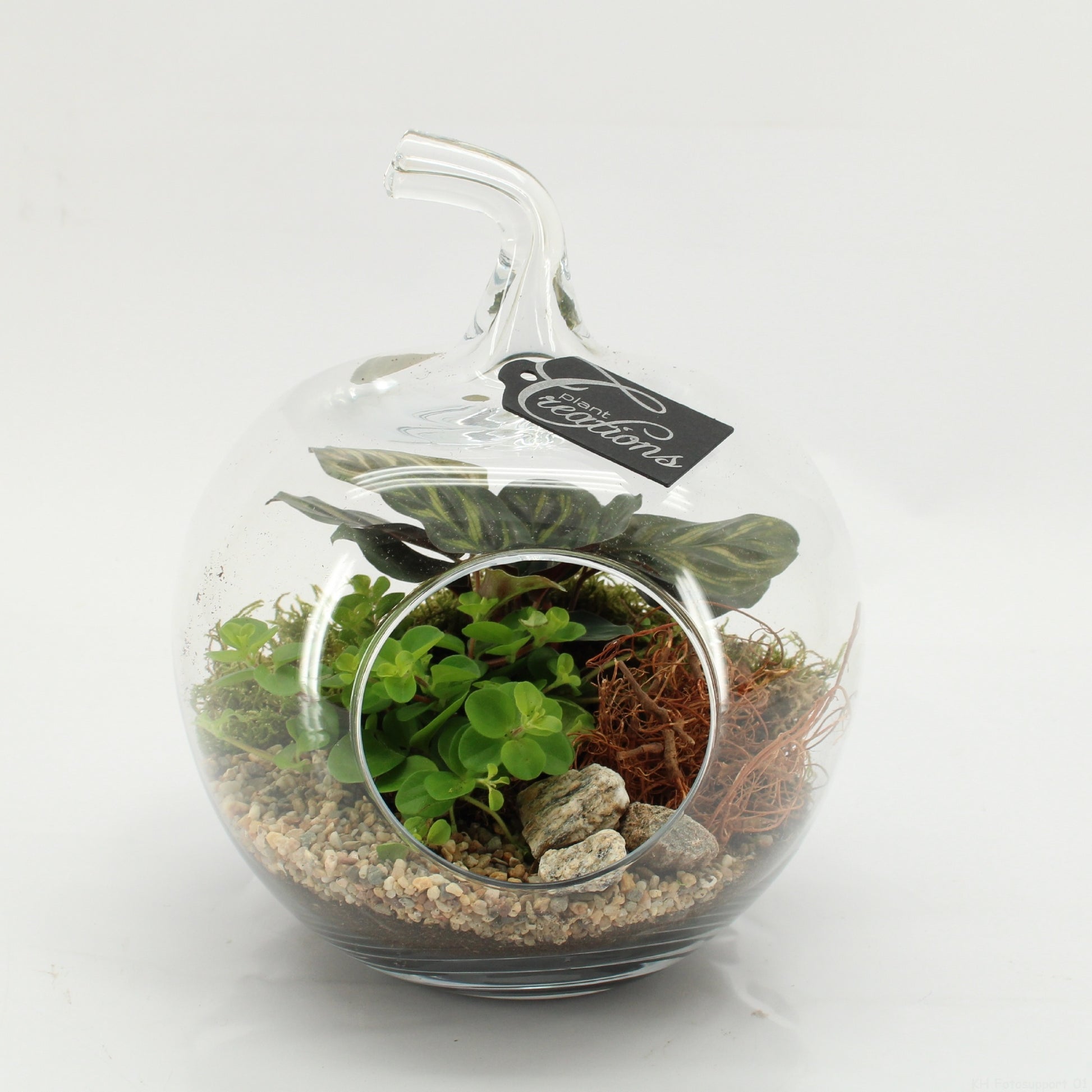 GRCR-2605 Green Essentials terrarium 24cm 20cm Pot