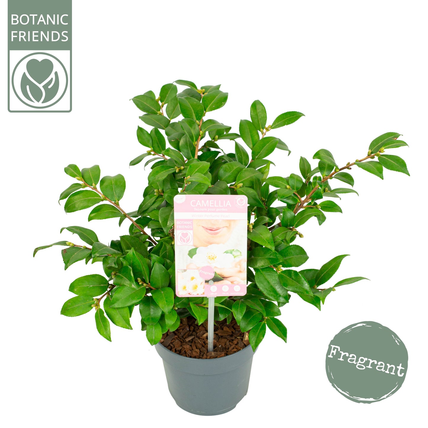 Camelia variable mix 35cm 15cm Pot