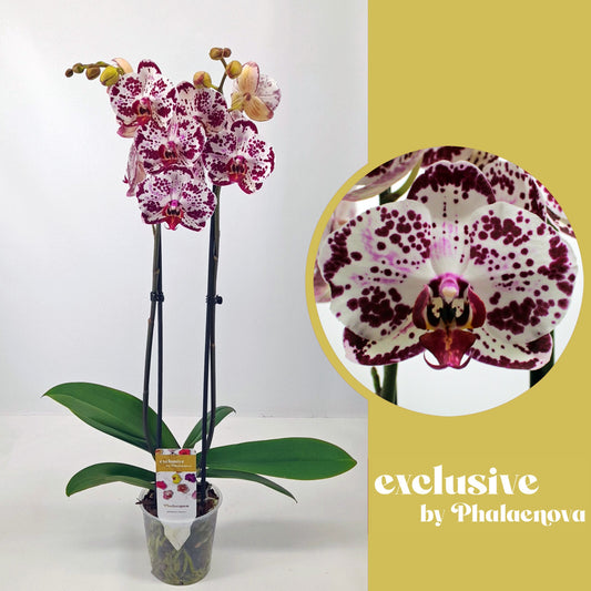 Phalaenopsis Bohemian Mondriaan 70cm 12cm Pot