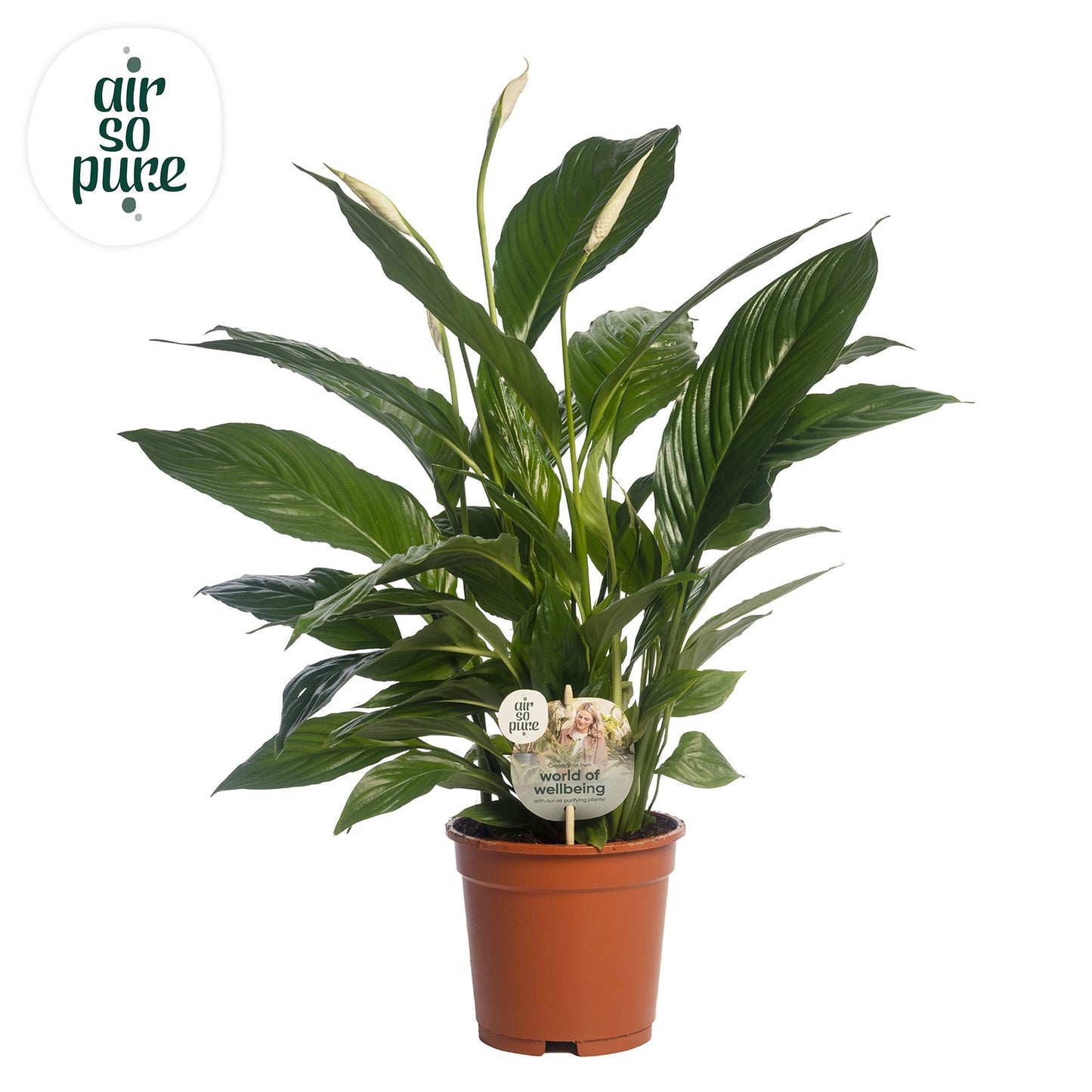 Spathiphyllum Vivaldi 70cm 17cm Pot