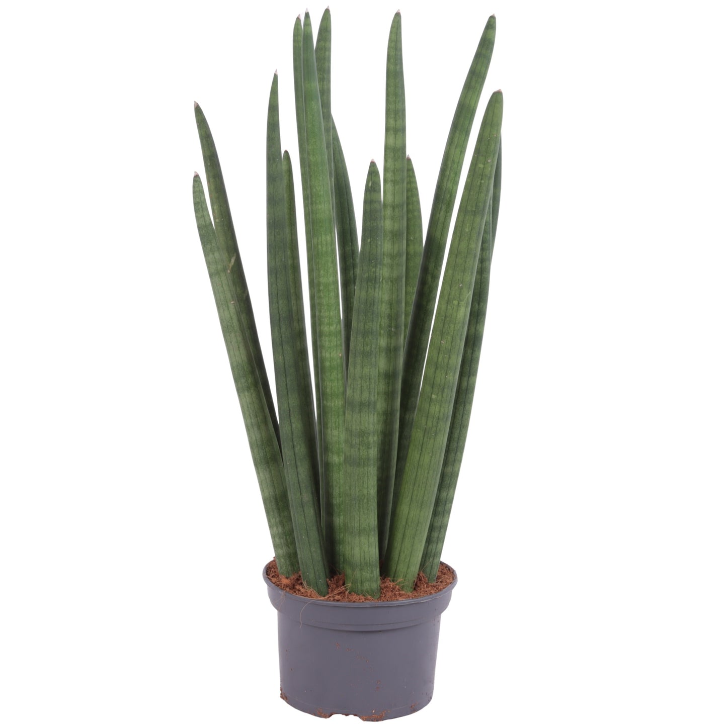 Sansevieria cylindrica 60cm 15cm Pot