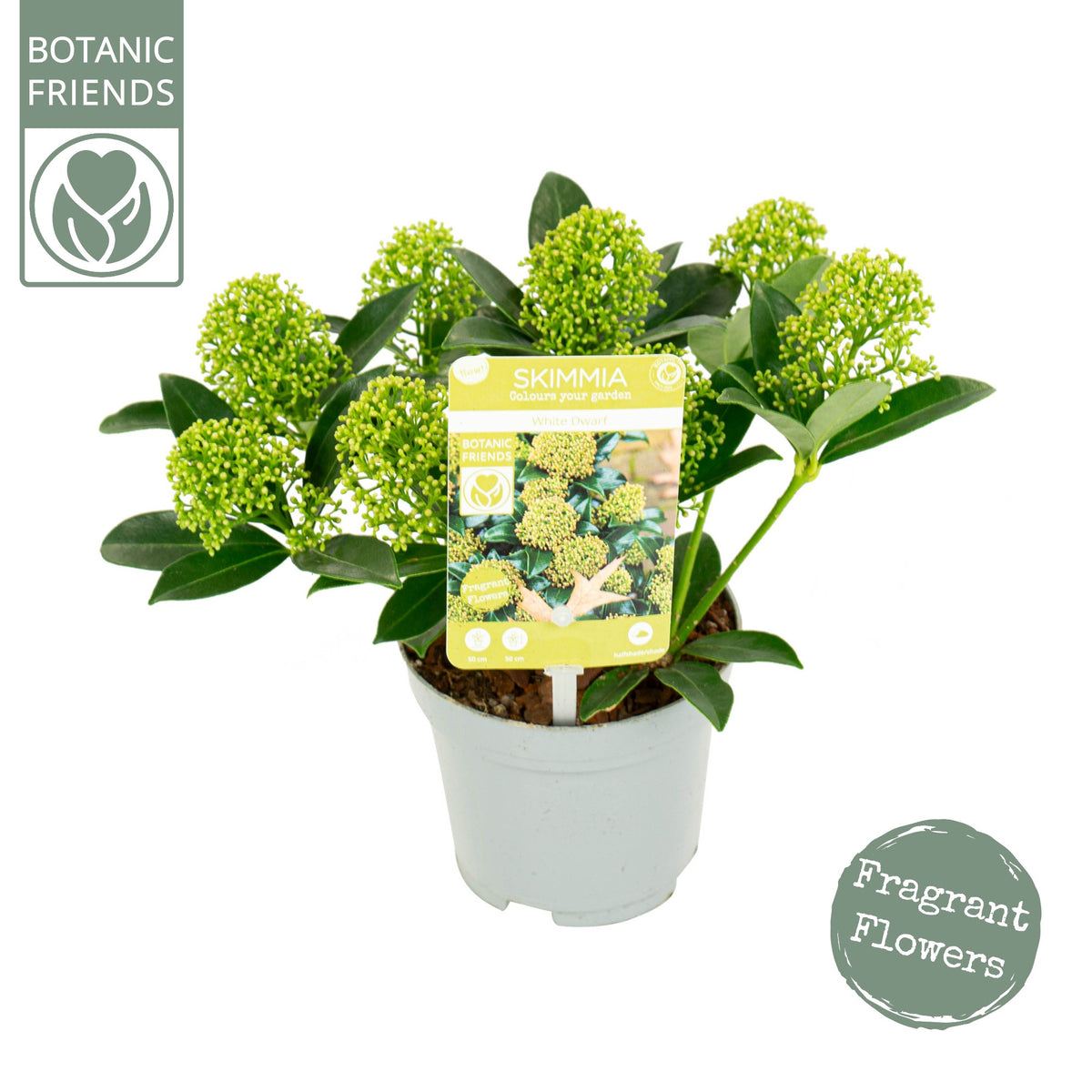 Skimmia japonica White Dwarf 24cm 10cm Pot