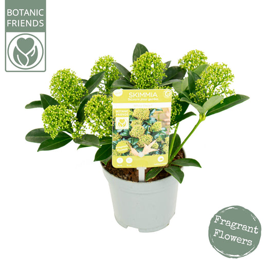 Skimmia japonica White Dwarf 24cm 10cm Pot