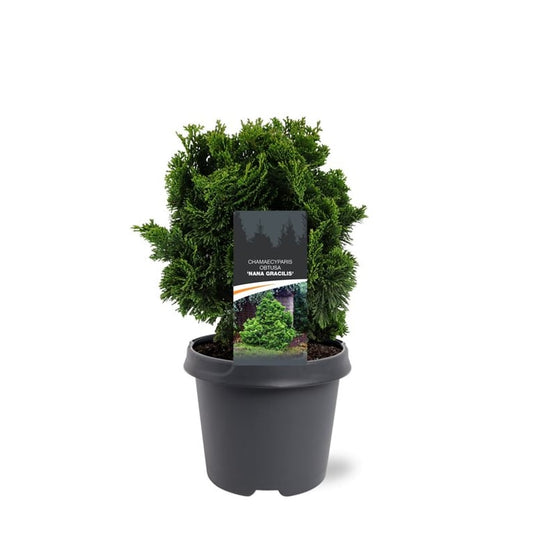 Chamaecyparis obtusa Nana Gracilis 30cm 23cm Pot