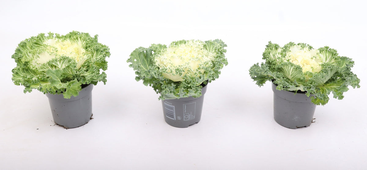Brassica ole. curly mix 15cm 10.5cm Pot