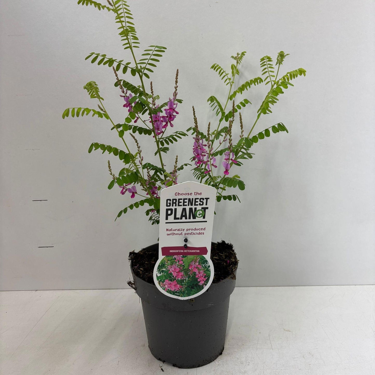 Indigofera heterantha 50cm 17cm Pot