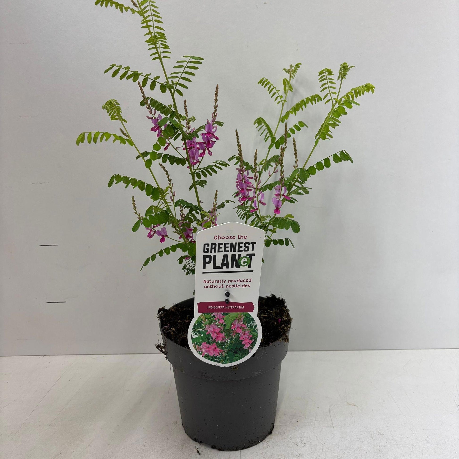 Indigofera heterantha 50cm 17cm Pot