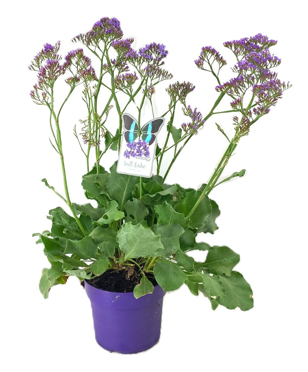 Limonium Salt Lake 60cm 19cm Pot
