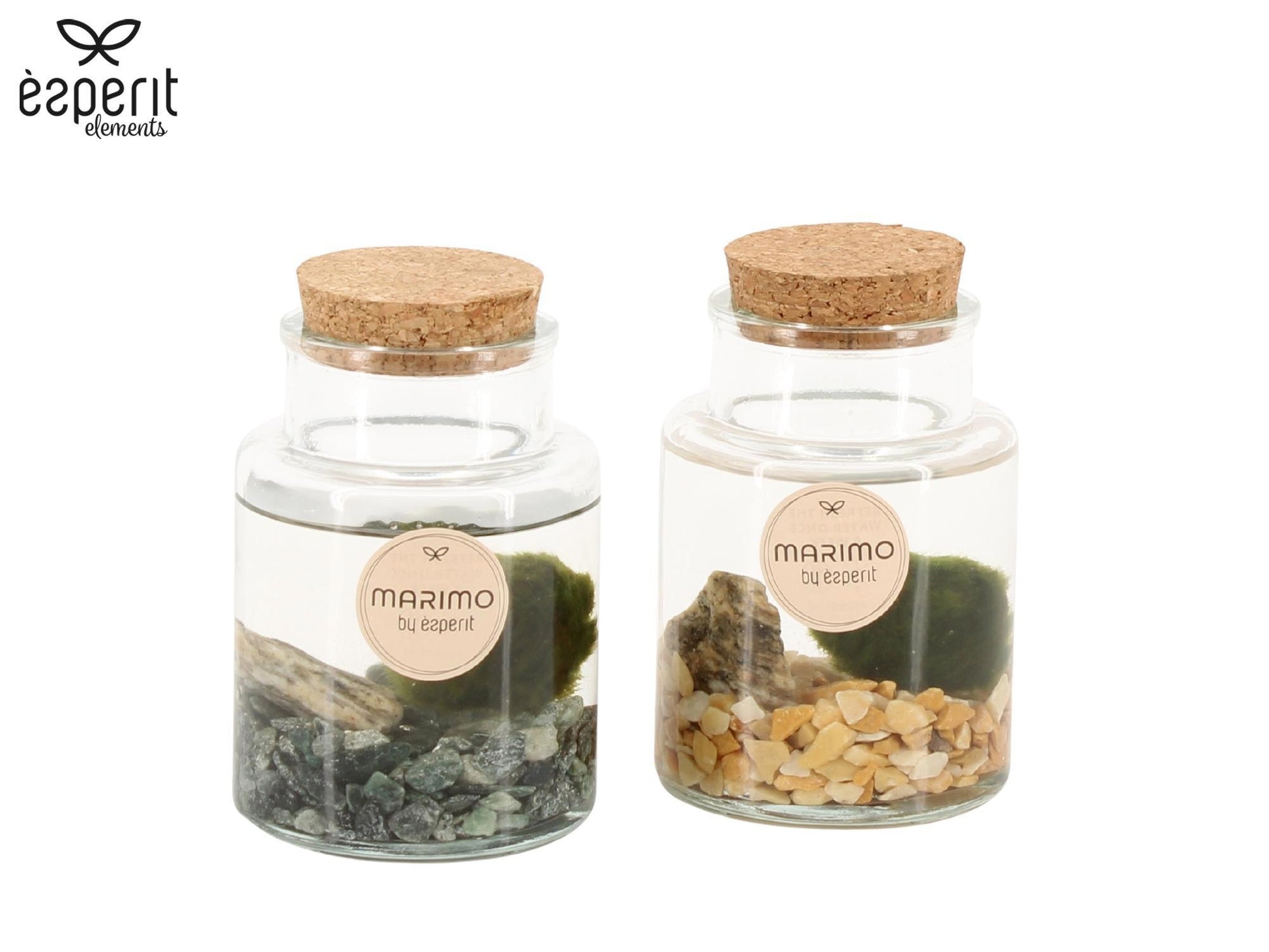 Esperit Elements Vof Marimo moss ball in glass Pack of 12