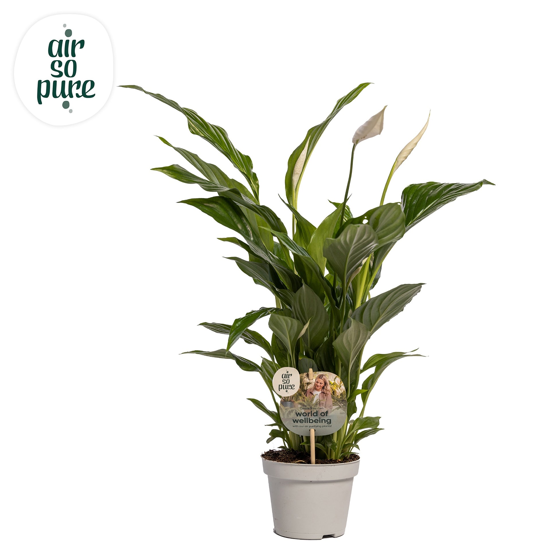 Riza vd Voort Potplanten Spathiphyllum Strauss Pack of 6