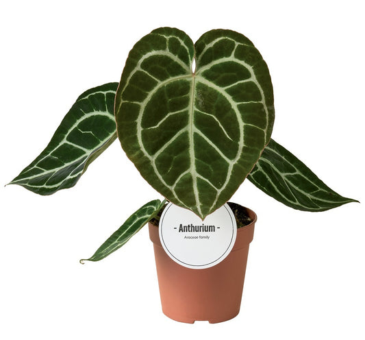 Anthurium andraeanum 30cm 12cm Pot