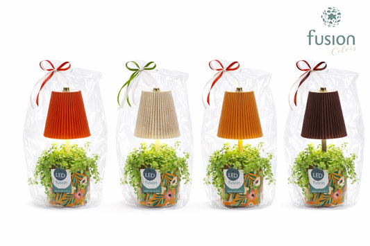 Keramiek pot met LED Lamp en Pilea in klaphoes 43cm 10cm Pot