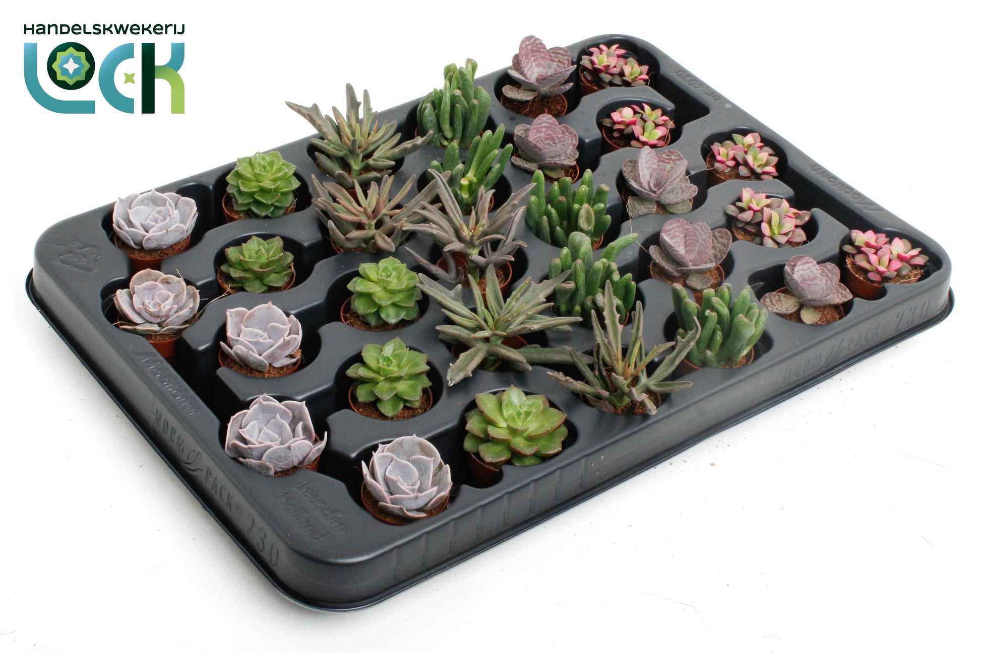 Succulenten mix 8cm 3.5cm Pot
