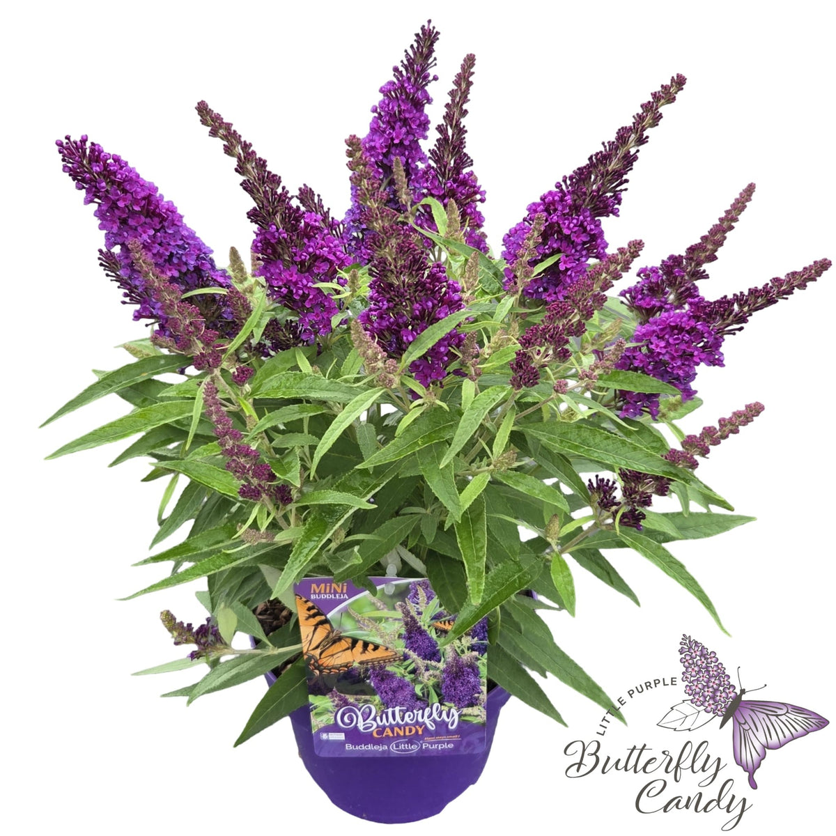 Buddleja Butterfly Candy Little Purple 50cm 19cm Pot