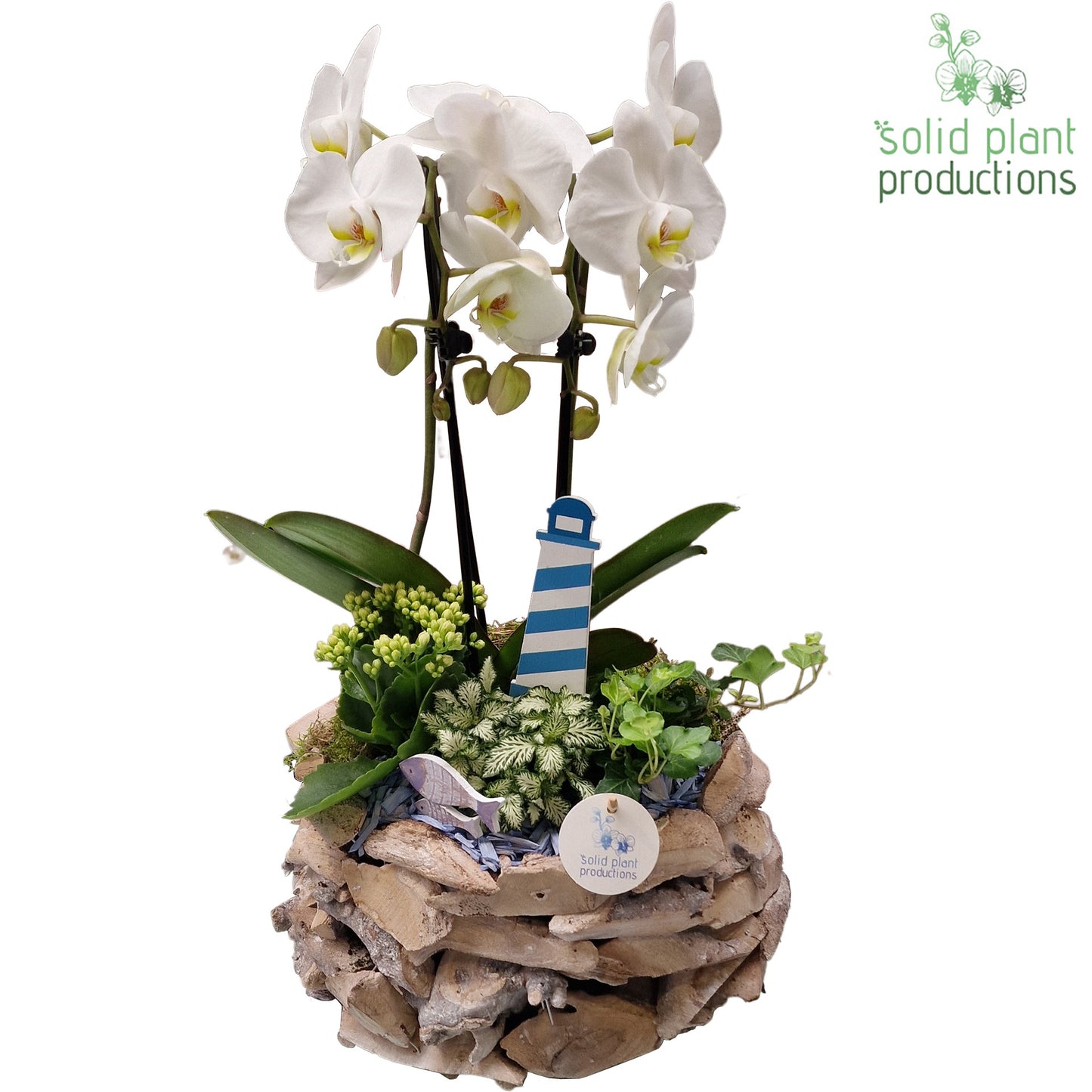 PH008 Driftwood White Washed Summer Blue 50cm 31cm Pot