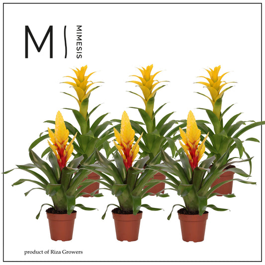 Bromelia mix yellow 45cm 12cm Pot