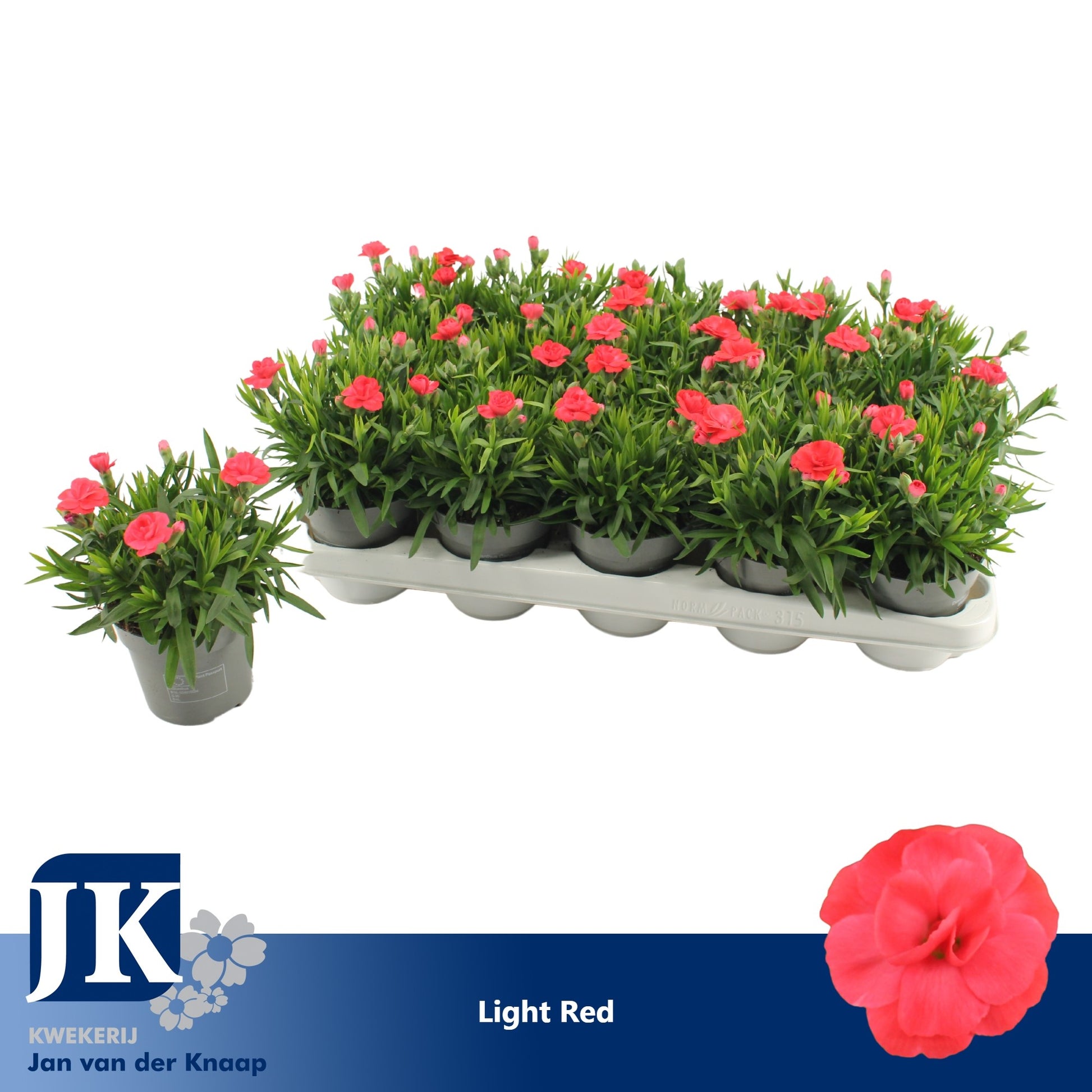 Dianthus Oscar Red 15cm 10.5cm Pot