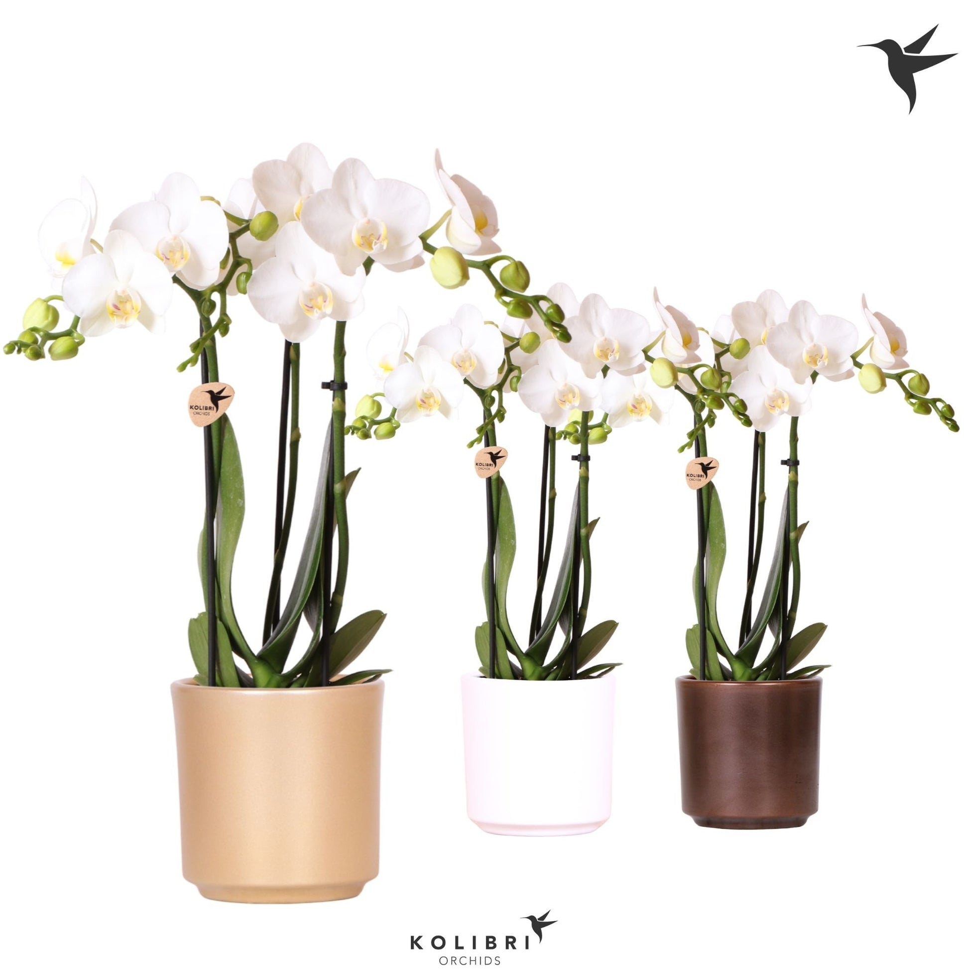 Kolibri Orchids Phalaenopsis white 3 spike in Simplicity pot mix 40cm 9cm Pot