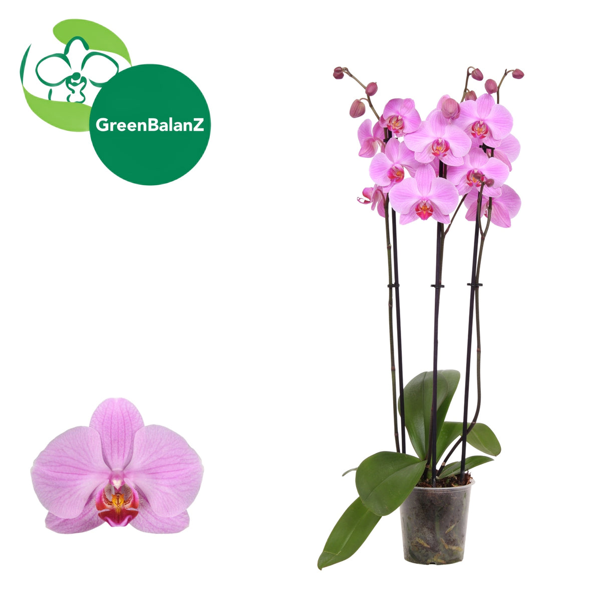 Phalaenopsis Pittsburgh 55cm 12cm Pot