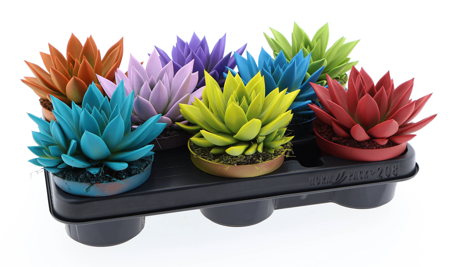Rainbow mix 12cm 510cm Pot