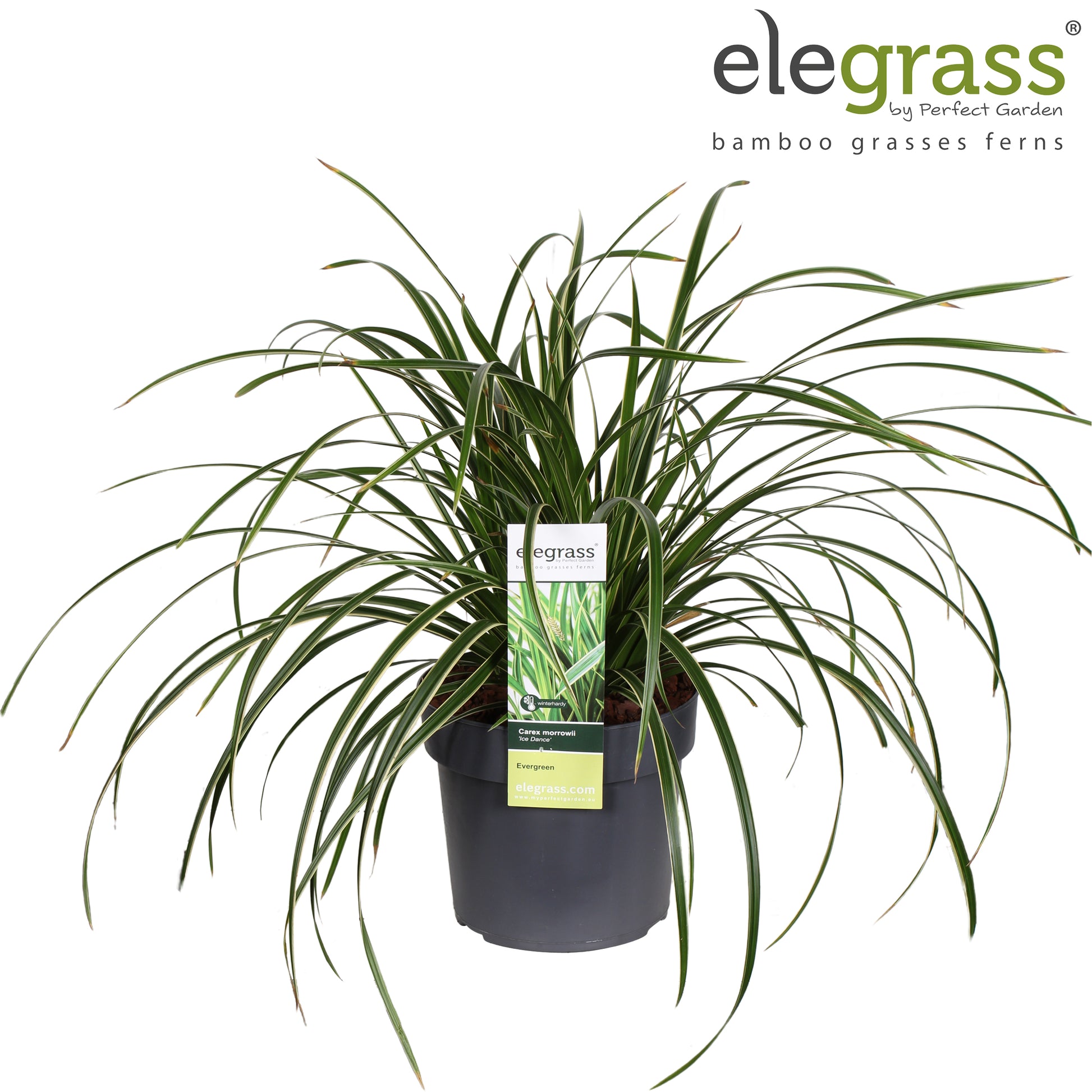 Carex morrowii Ice Dance 50cm 19cm Pot
