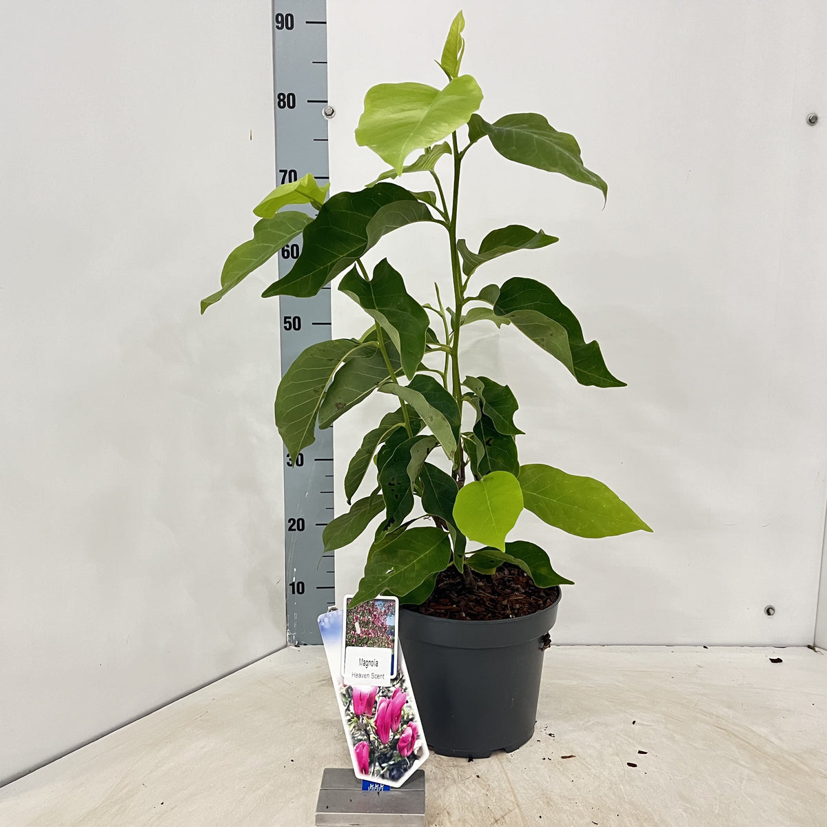About Plants Zundert BV Magnolia sou. Heaven Scent Pack of 1