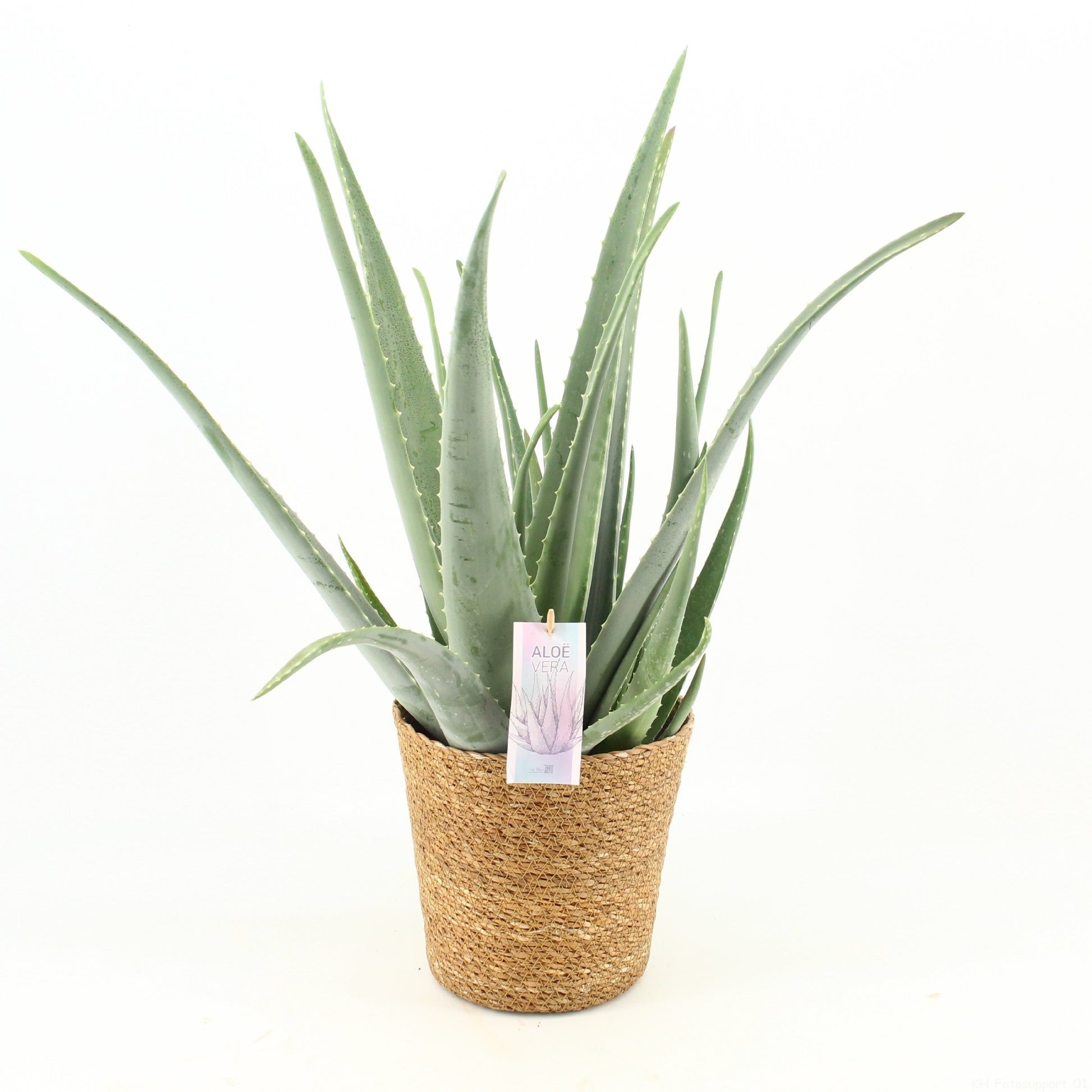 Aloe vera 55cm 20cm Pot