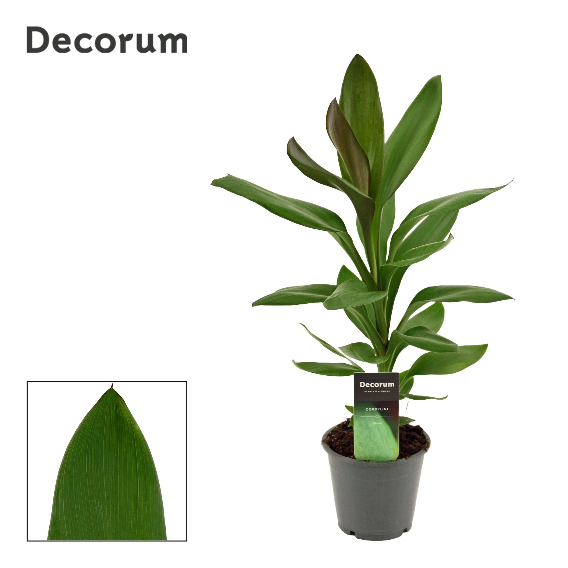 Cordyline Glauca 40cm 12cm Pot