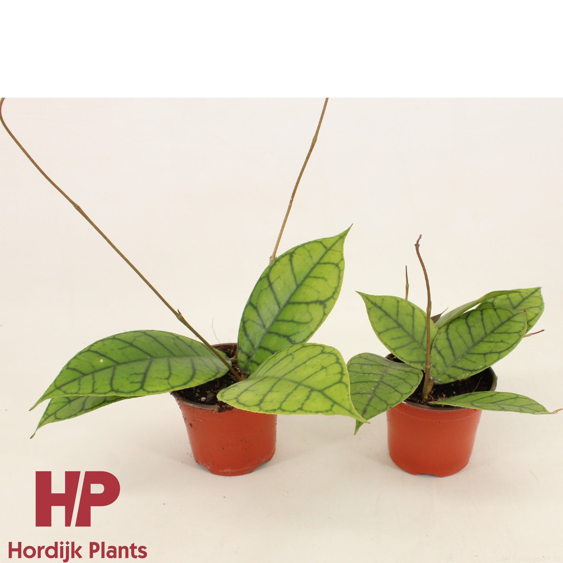 Hordijk Plants Hoya callistophylla Pack of 12