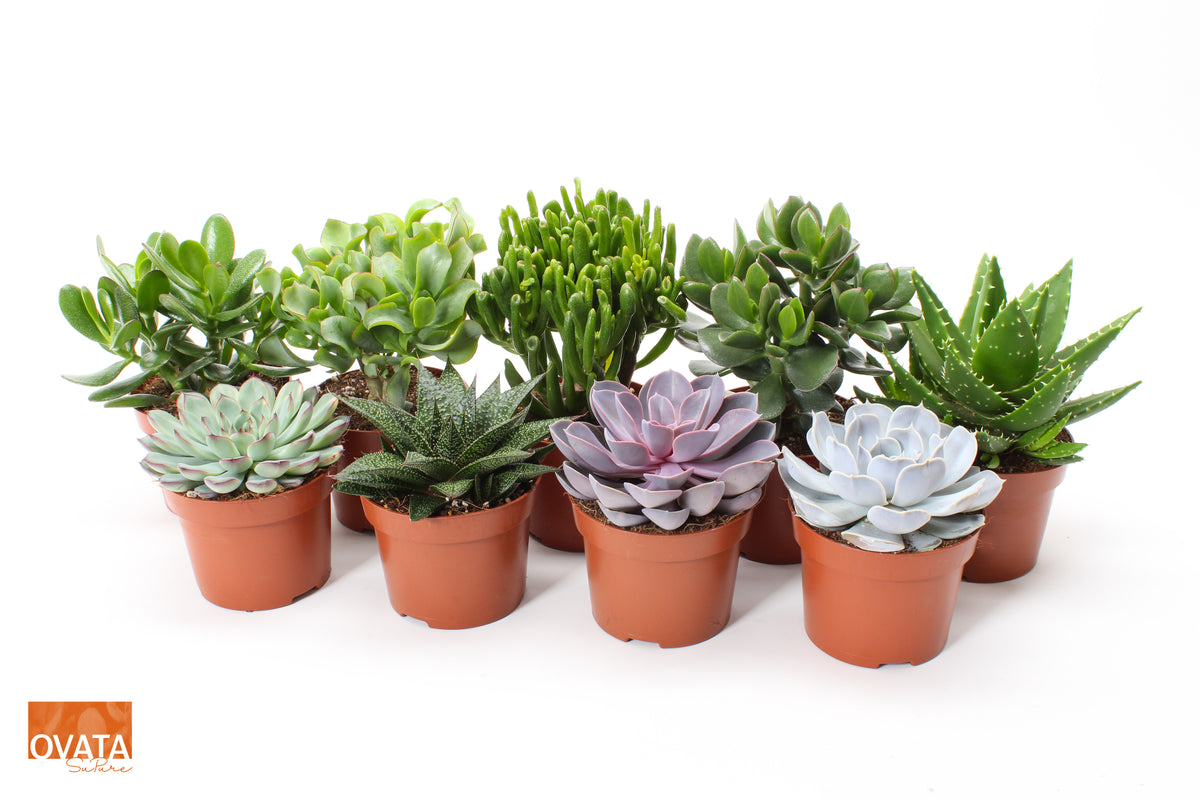 Succulenten mix 12cm 12cm Pot