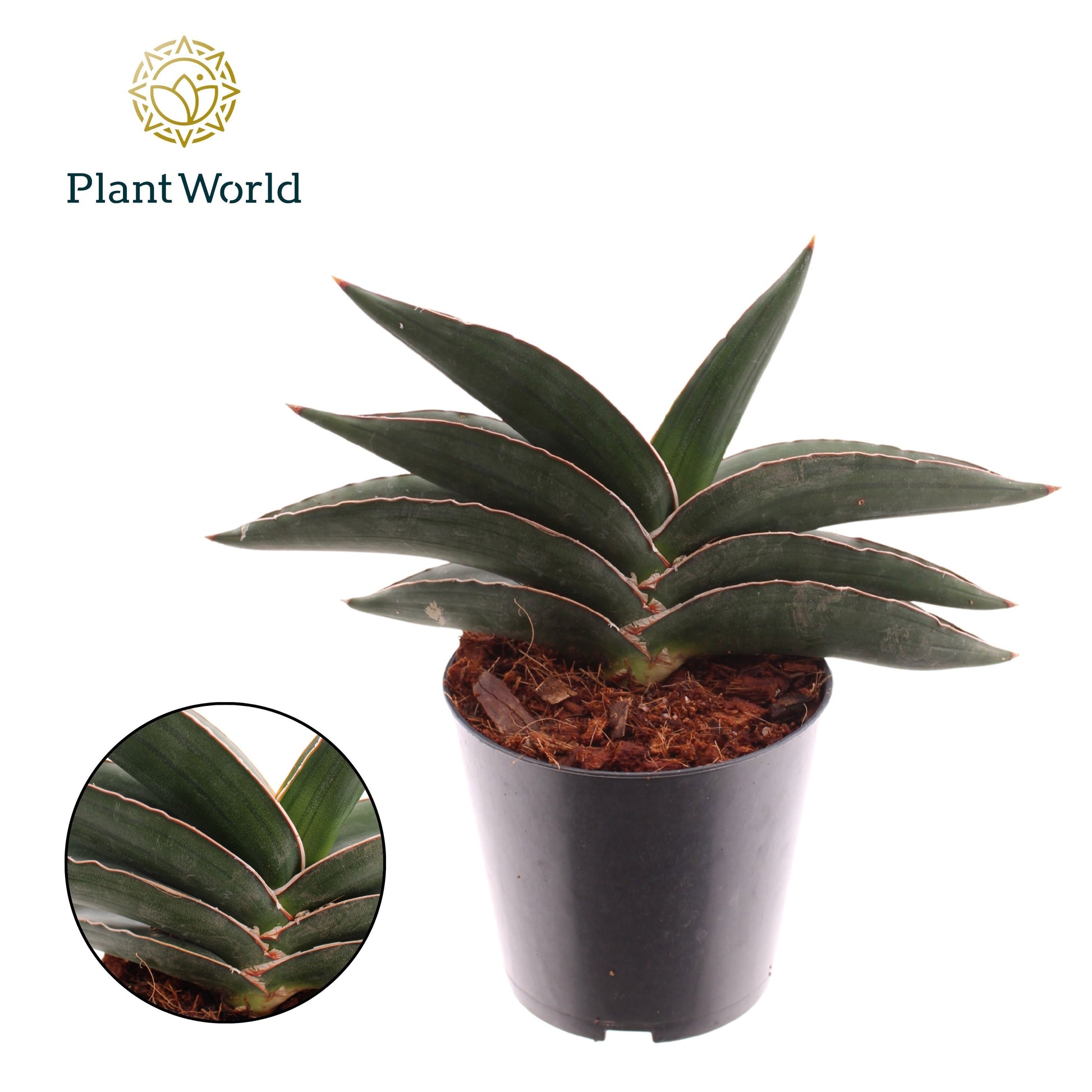 Sansevieria Samurai 25cm 14cm Pot