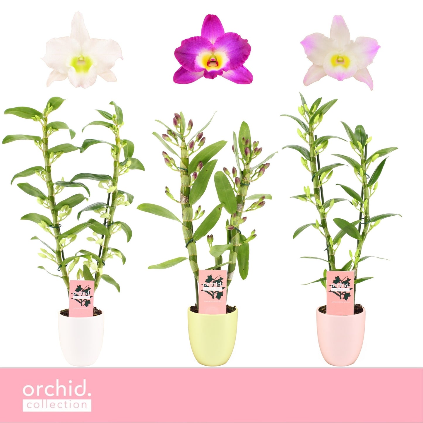 Dendrobium nobile mix 50cm 12cm Pot