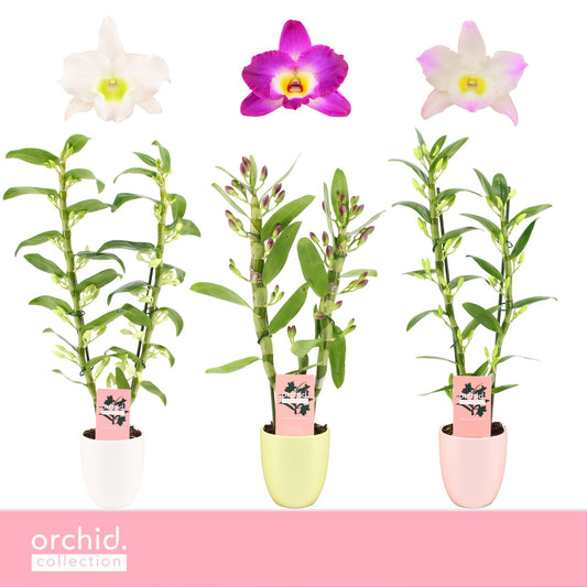 Dendrobium nobile mix 50cm 12cm Pot